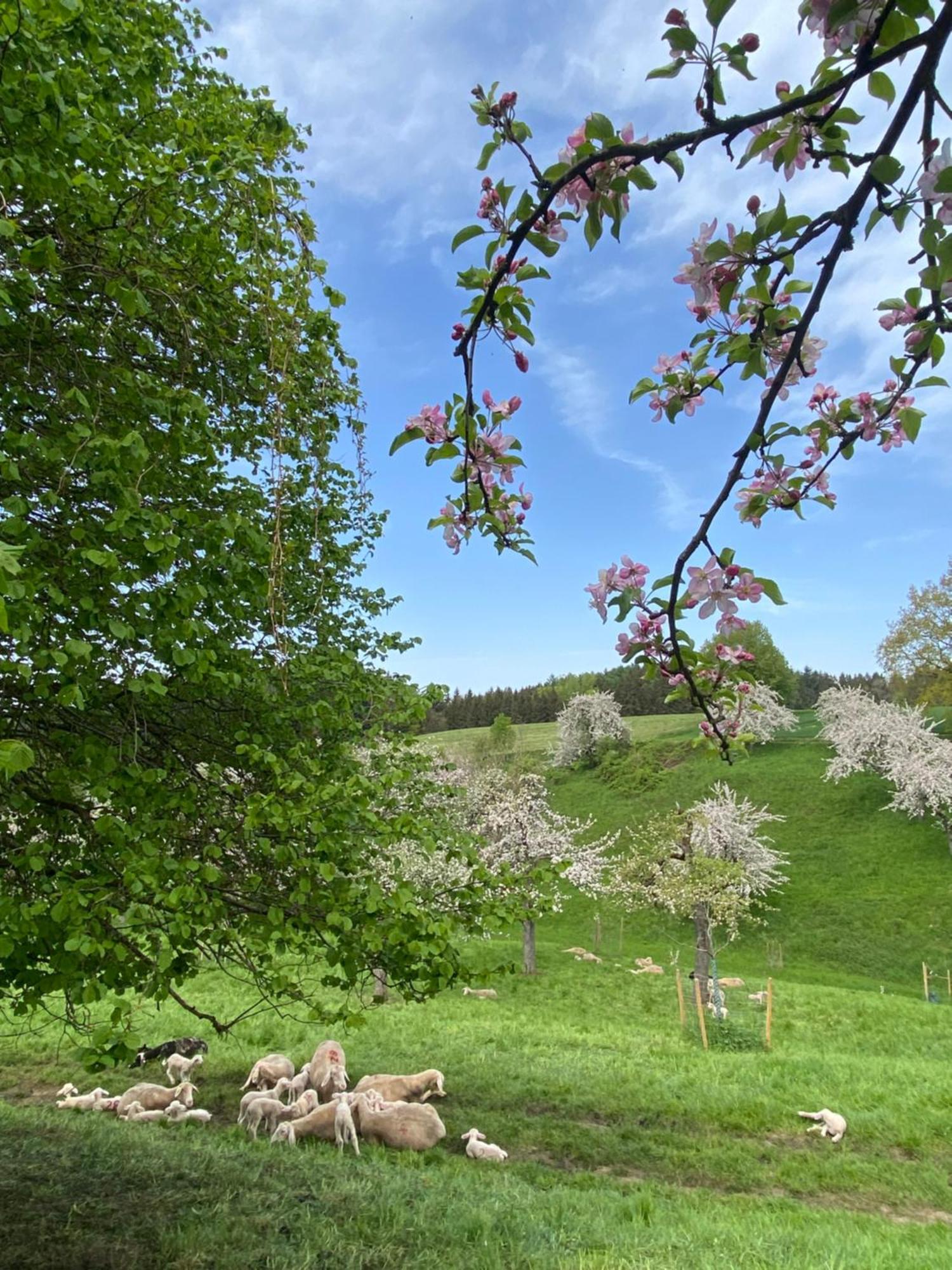 Klostergasthof Roggenburg Kültér fotó